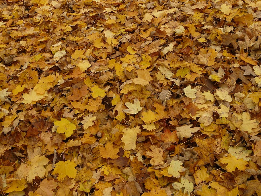 leaves, fall foliage, maple, maple leaves, autumn, yellow, plant part HD wallpaper