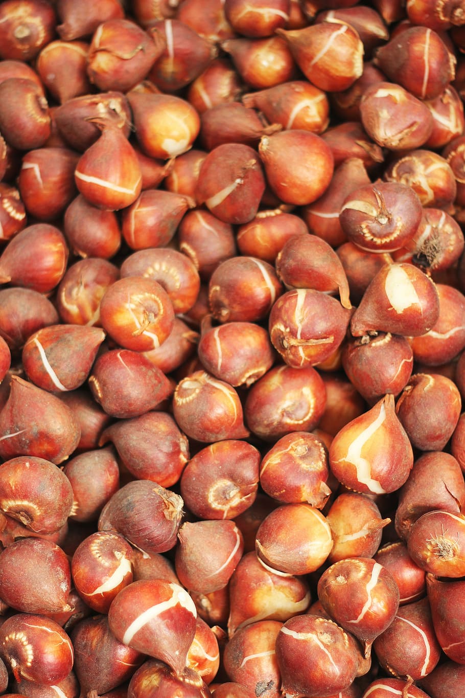 bulbs, bol, red, pattern, food and drink, large group of objects HD wallpaper