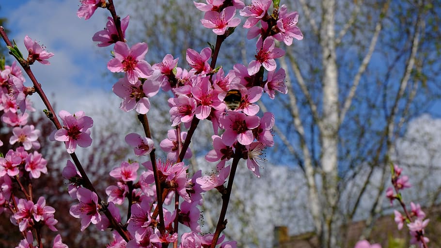 tree, nature, branch, flower, flowering plant, pink color, freshness HD wallpaper