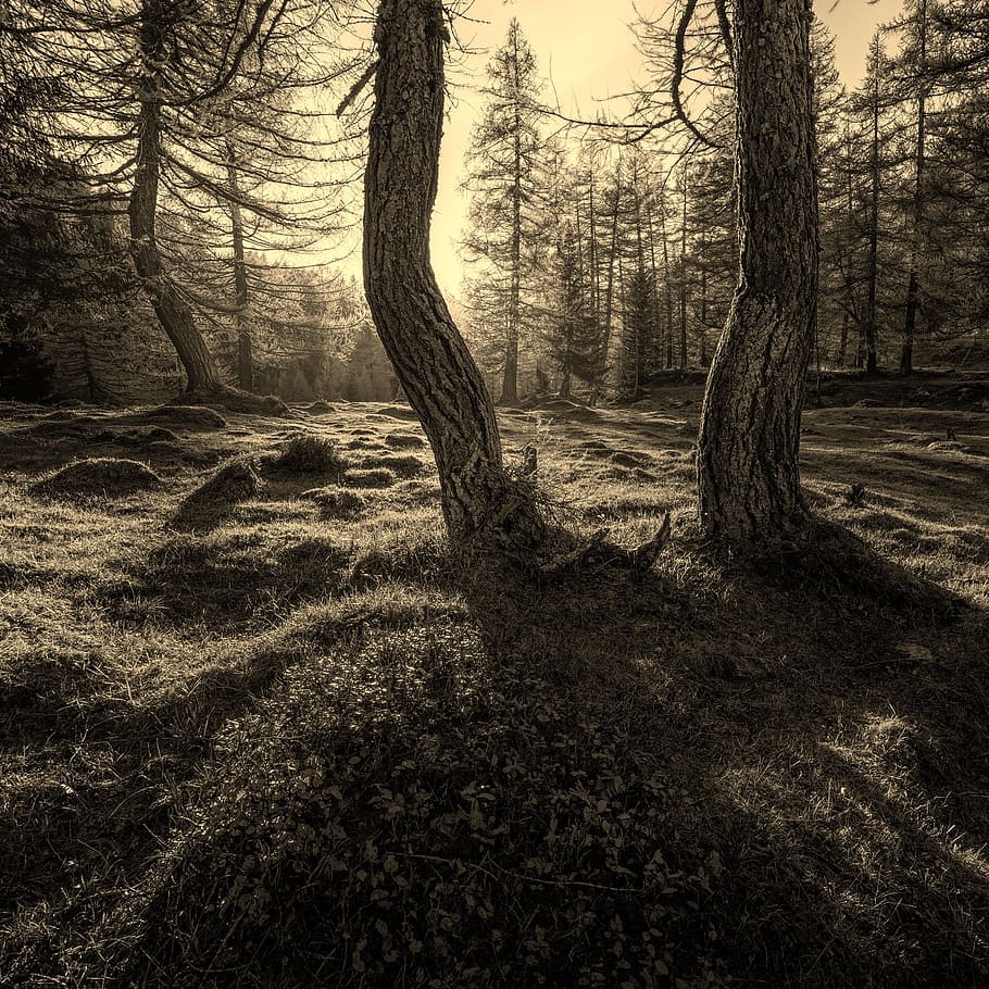 forest sepia photography, trees, woods, silhouettes, landscape HD wallpaper