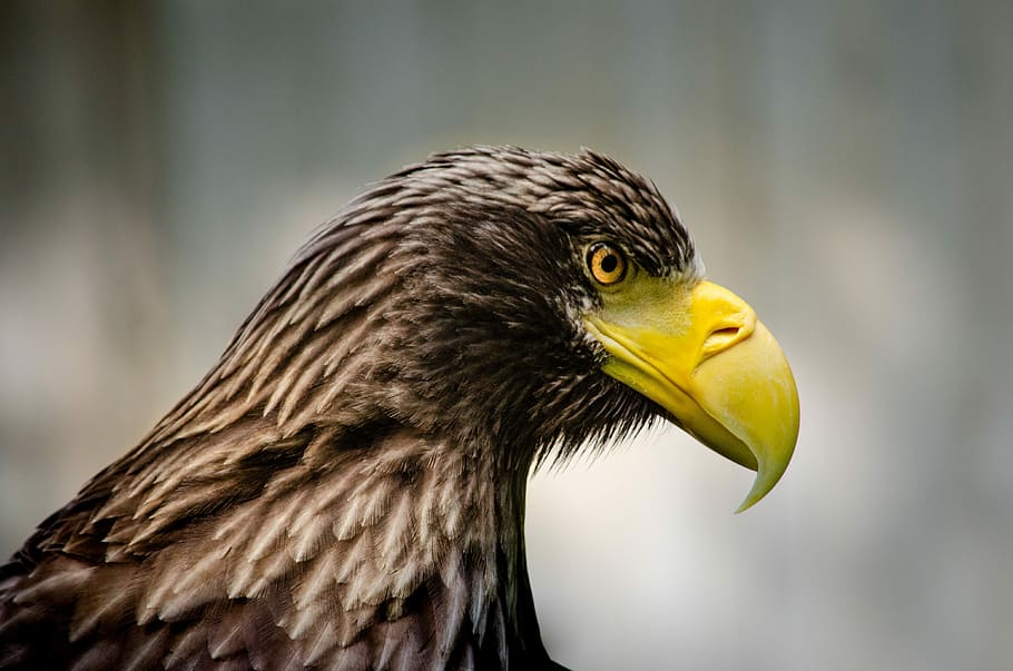 giant eagle, bird, adler, bill, feather, raptor, portrait, wild animal HD wallpaper