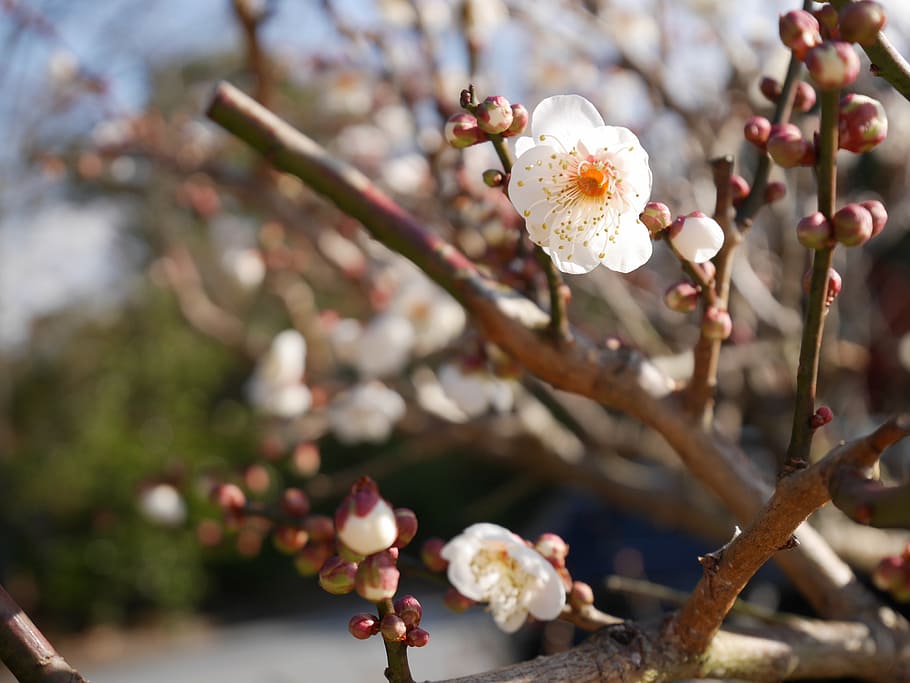 spring, samusakura, sprout, beginning, bud, yashimaji temple HD wallpaper
