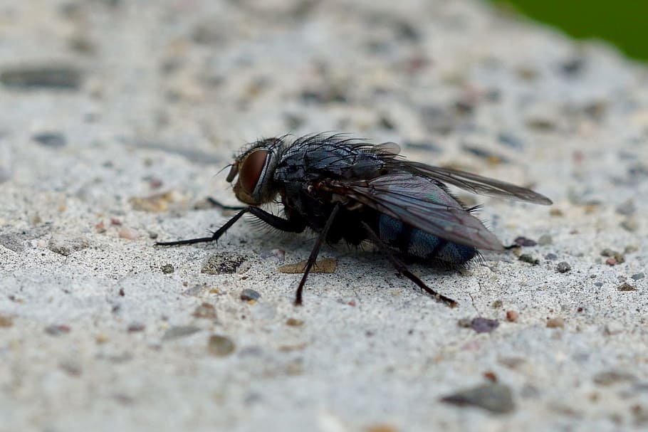 Fly, Nature, Insect, Macro, animal, close-up, housefly, pest HD wallpaper