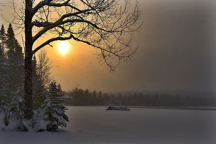 pine trees covered with snow, winter landscape, sunset, cold HD wallpaper