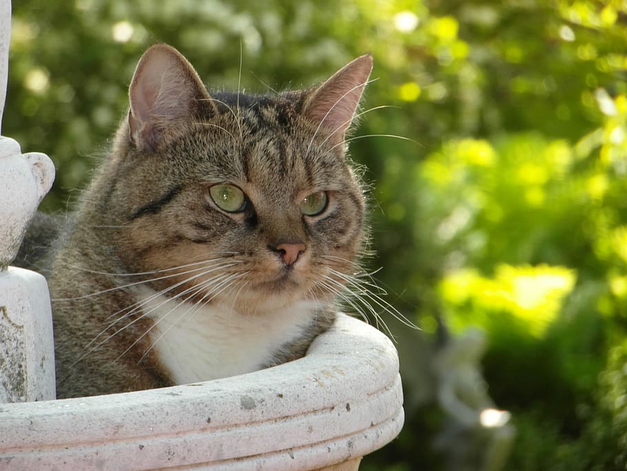 Relaxation, Pet, Rest, Domestic Cat, lazy, wildlife photography HD wallpaper