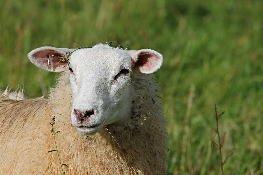 HD wallpaper: focused photo of brown sheep, portrait, sheepshead, sheep ...