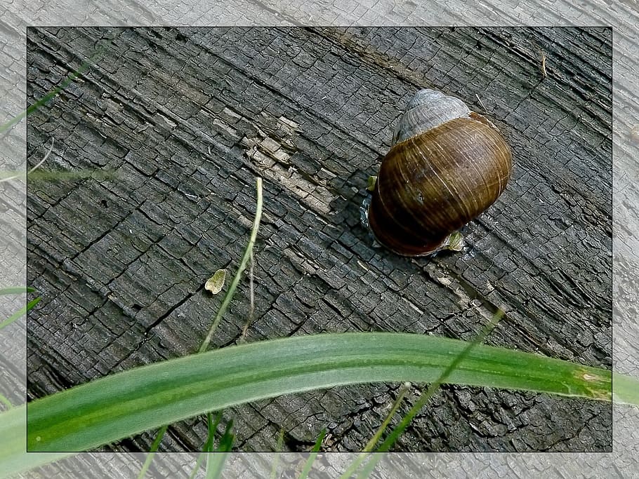 snail, conch, macro, grass, nature, board, sheet, old wood HD wallpaper