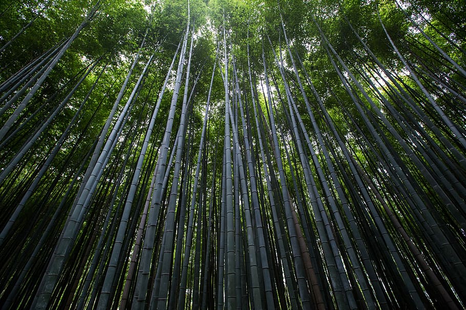 low angle photo of green tress during daytime, trees, forest HD wallpaper