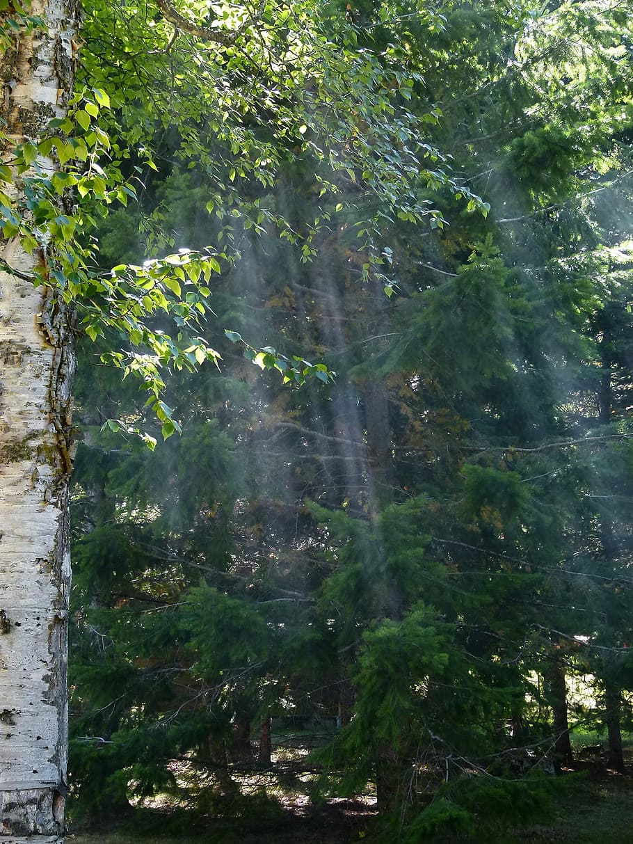 Sun, Beam, Forest, Branches, Nature, tree, plant, outdoors HD wallpaper