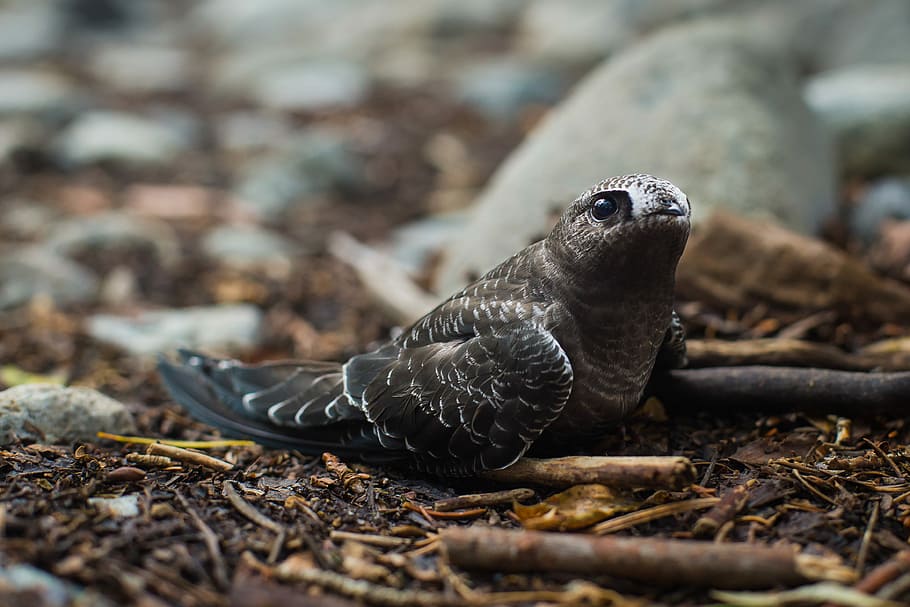 gray beakless bird on ground, black and brown bird on ground during daytime HD wallpaper
