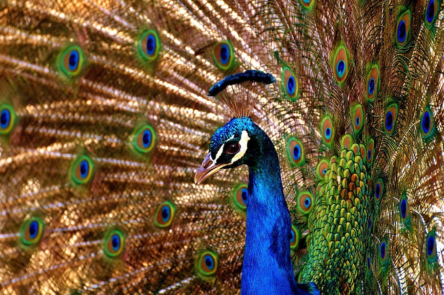 close-up photo of brown, blue, and green peafowl, Peacock, Bird