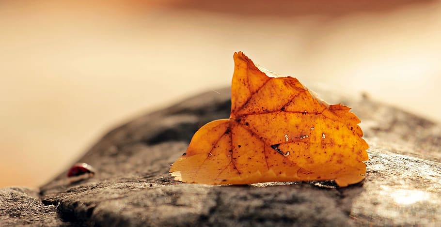brown leaf on black wood stump during daytime, ladybug, leaves HD wallpaper