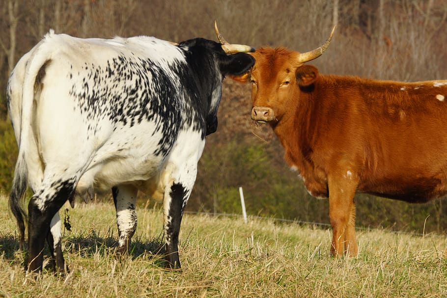 cow, cattle, mammal, agriculture, livestock, standoff, farming, HD wallpaper