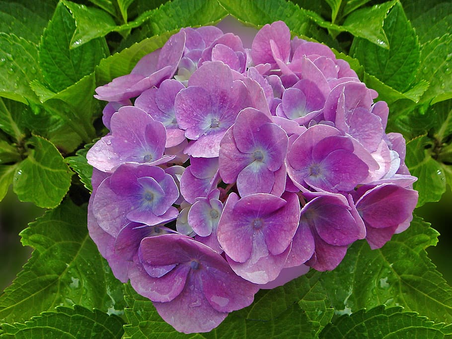 hydrangea, summer, blossom, bloom, purple, raindrop, plant HD wallpaper