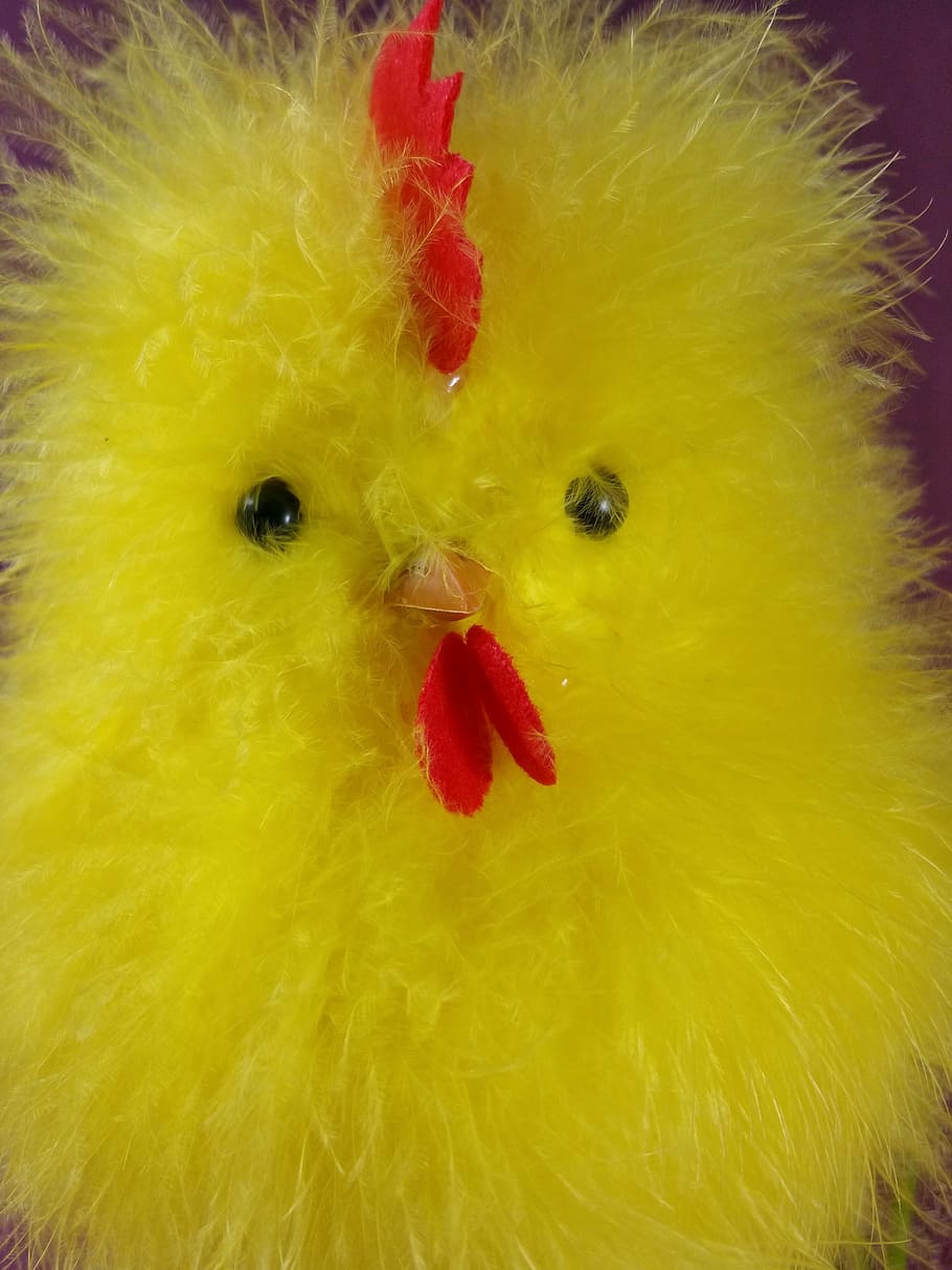 easter, chicks, chicken, hahn, cute, yellow, representation HD wallpaper