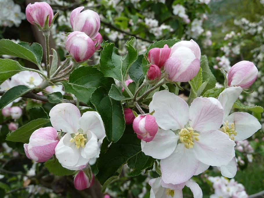 apple blossoms, spring, bloom, nature, apple tree, meadow, fruit tree HD wallpaper