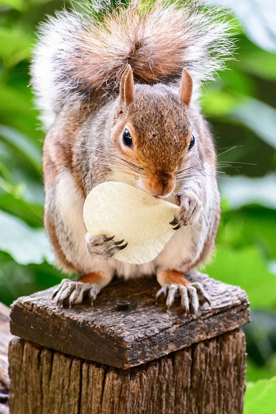 squirrel, rodent, eating, nature, animal, cute, wildlife, fur, HD wallpaper
