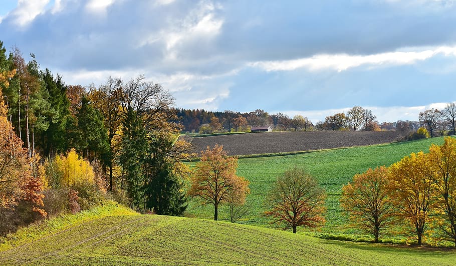 green grass field under cloudy sky, landscape, tree, sunlight HD wallpaper