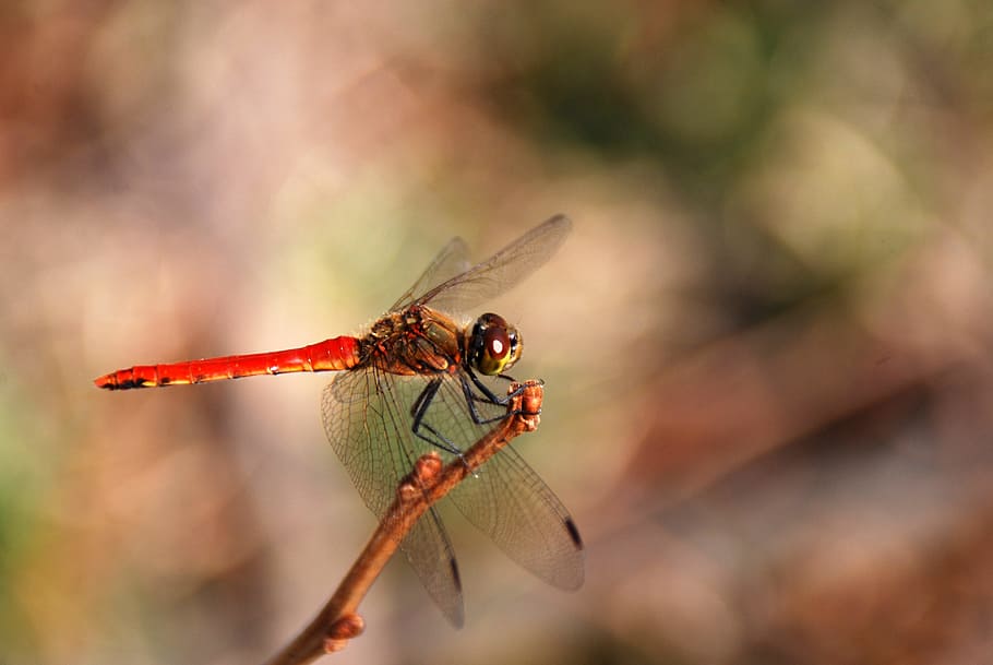 dragonfly, insect, bug, nature, animal, wildlife, wing, summer HD wallpaper