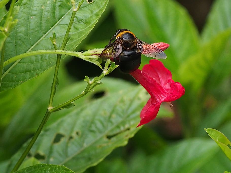 bumblebee, adopt honey, park, animal, animal themes, animal wildlife HD wallpaper