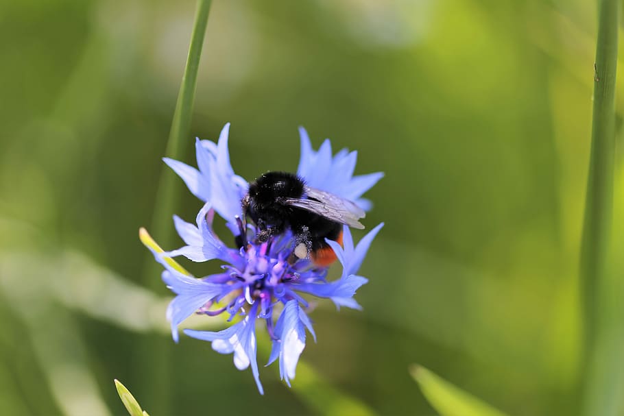 bumblebee on cornflower, centaurea cyanus, blue, meadow, macro HD wallpaper