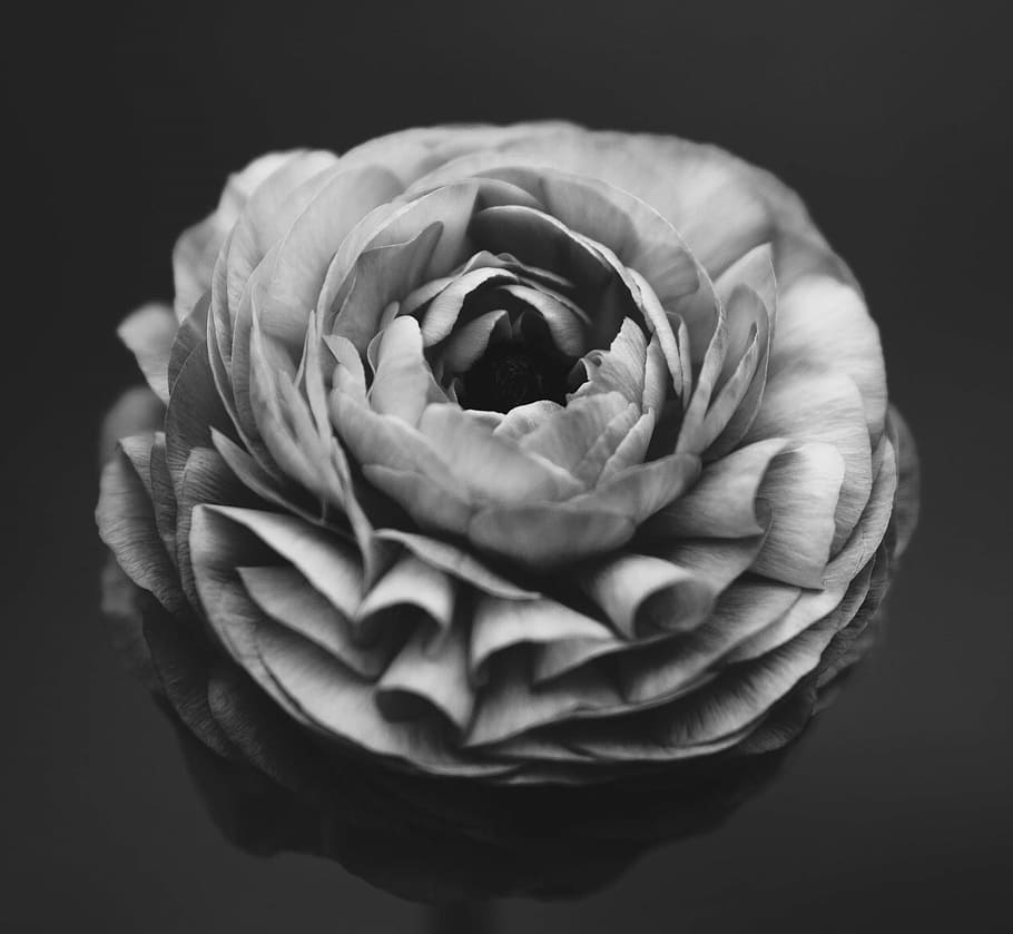 grayscale photo of flower, nature, rose - Flower, plant, petal HD wallpaper