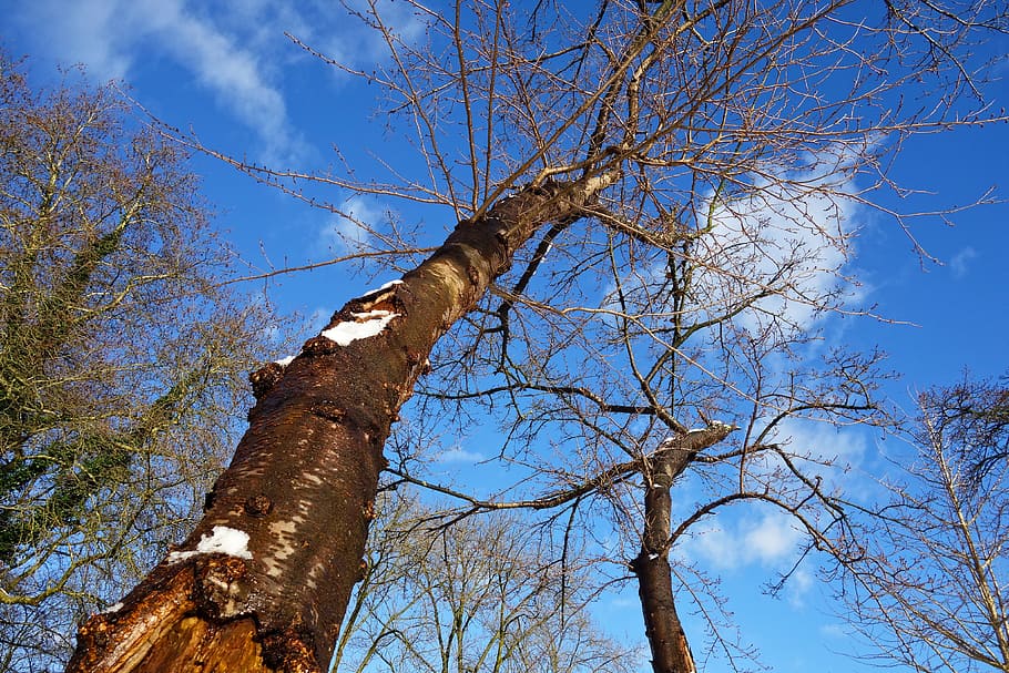 tree, trunk, bark, tree top, rising up, bare branches, deciduous tree HD wallpaper