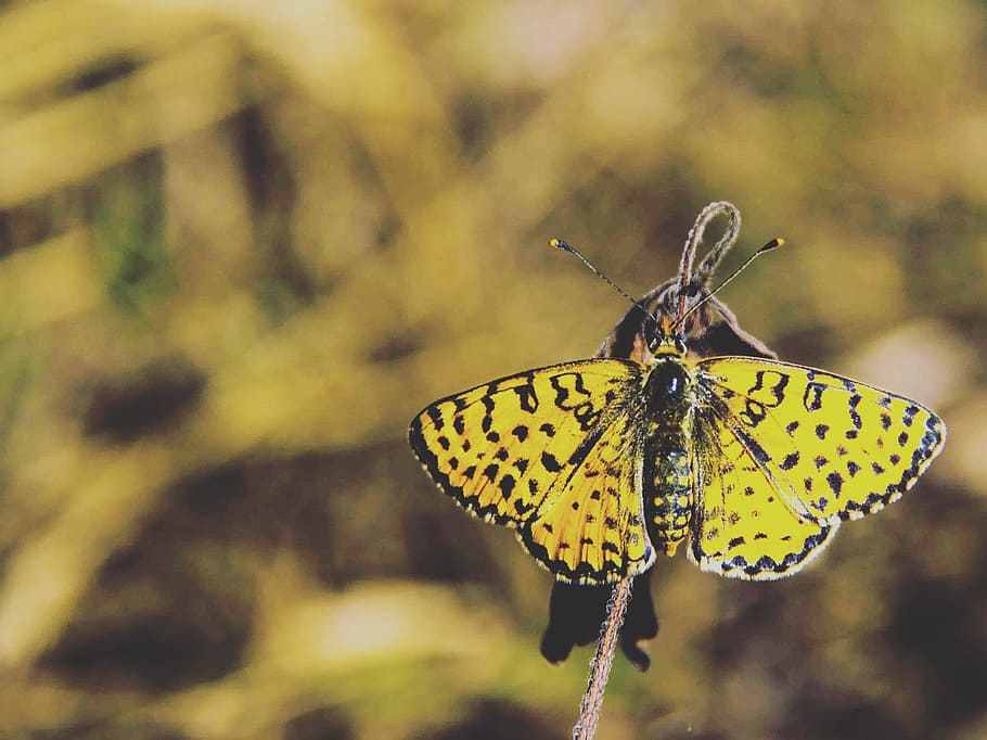 butterfly, insect, macro, animal themes, animal wing, butterfly - insect HD wallpaper