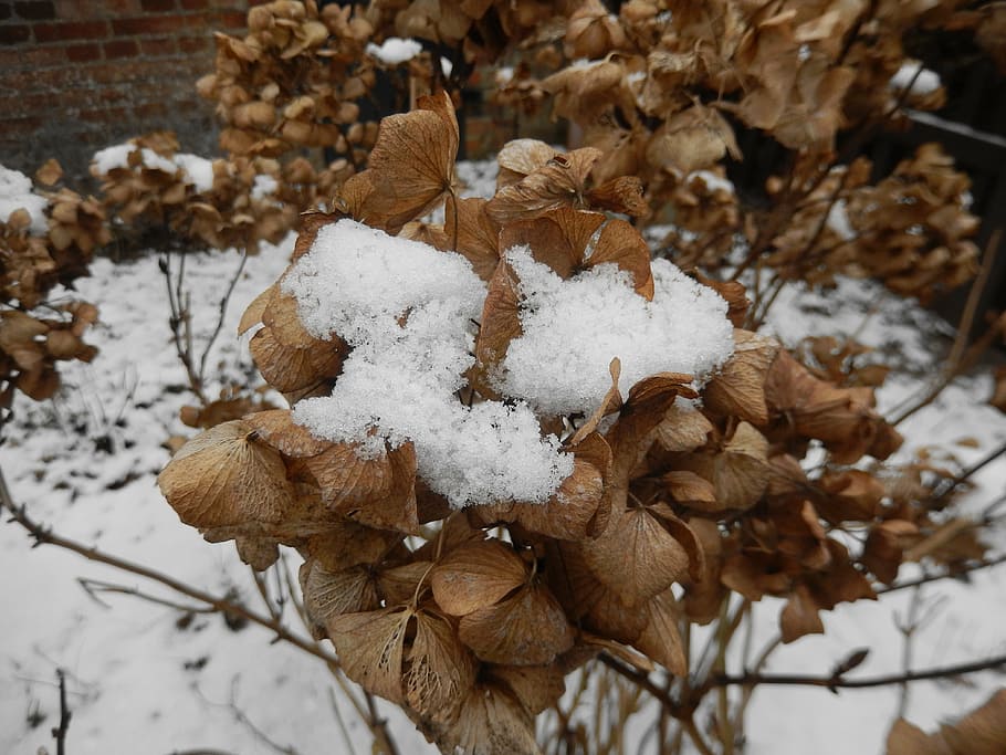 snow, hydrangea, winter, flower, nature, hibernation, cold temperature HD wallpaper