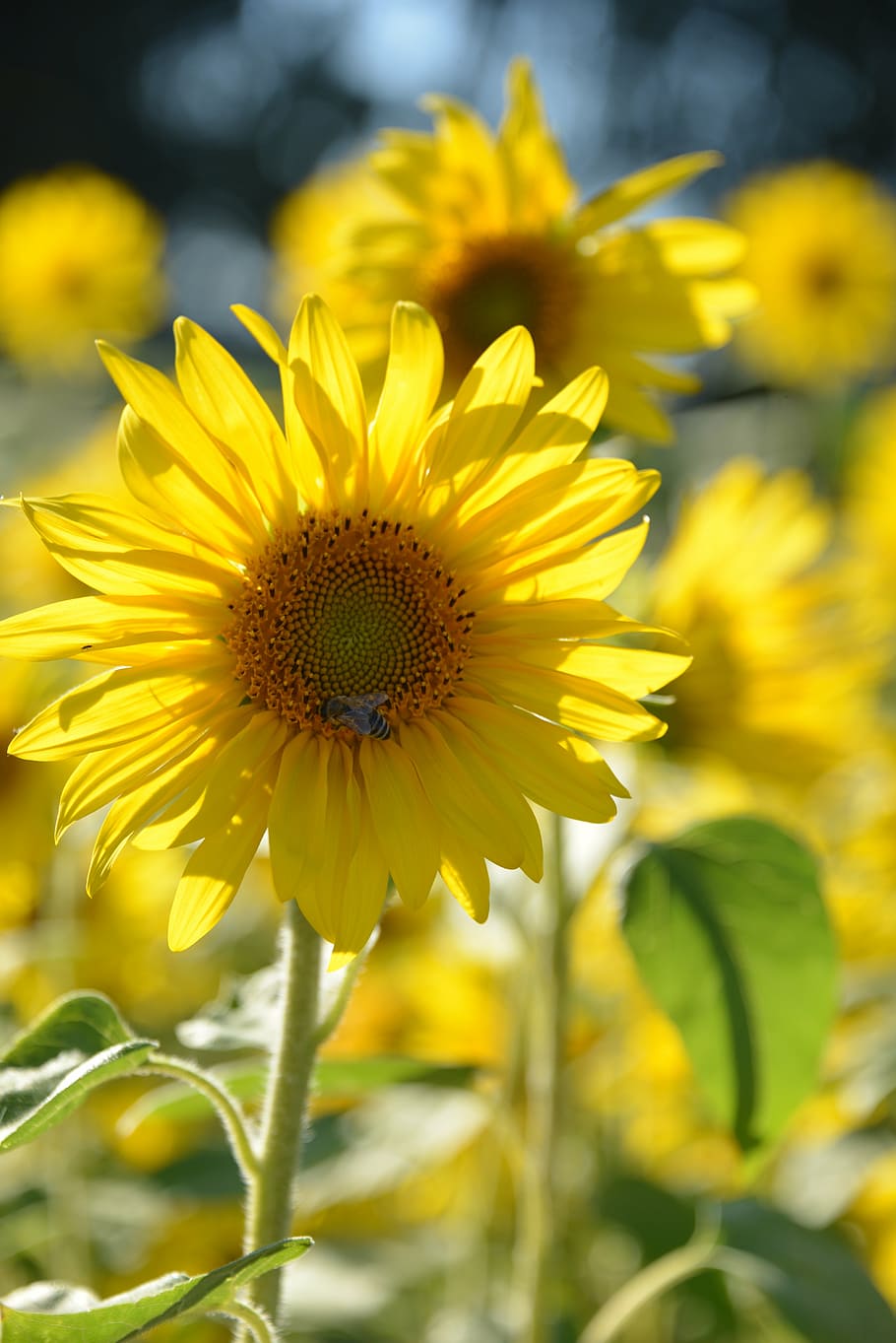 sun flower, flowers, summer, nature, flora, yellow, blossom HD wallpaper