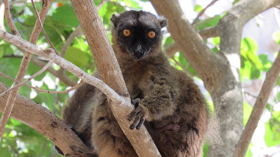 tree, animal, lemur, nature, wild, cute, mammal, wildlife, animal themes HD wallpaper