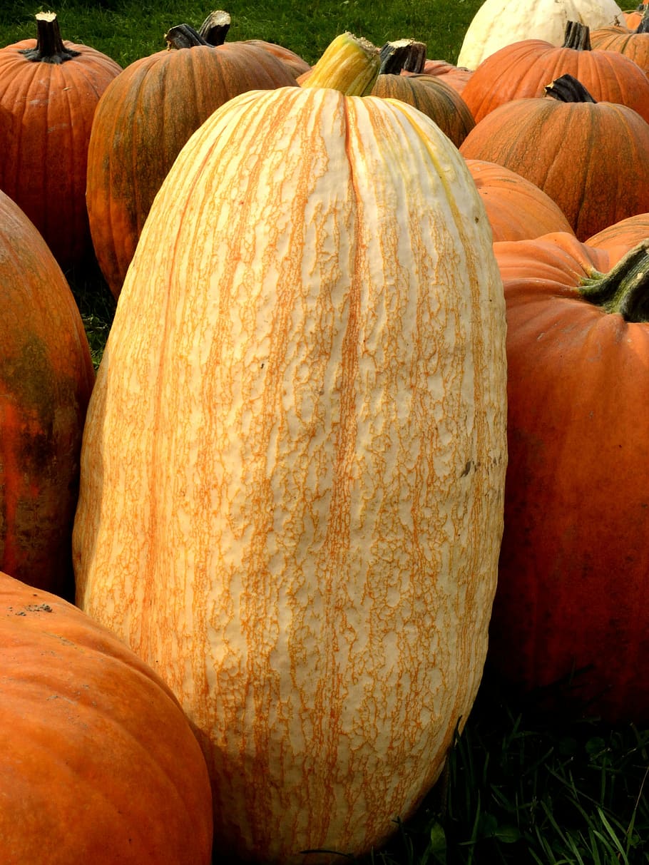 pumpkin, squash, fall, autumn, harvest, tall, solo, one, individual HD wallpaper