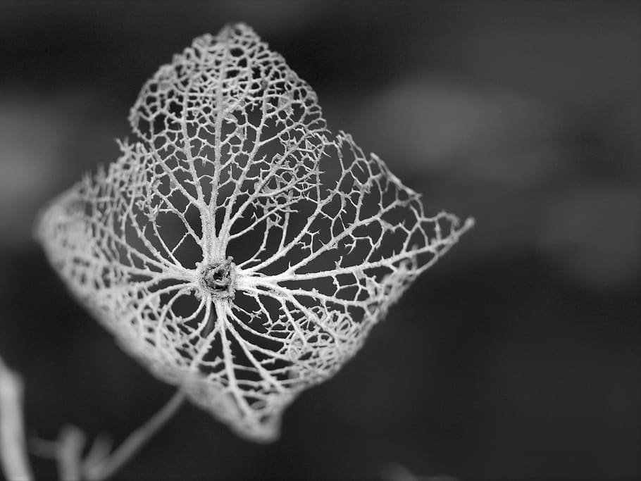 nature, flower, leaf, flora, pattern, close-up, focus on foreground HD wallpaper
