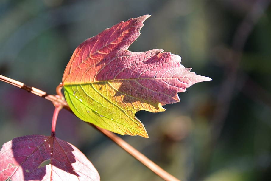 fall, leaves, light, leaf, grapes, plant part, close-up, autumn HD wallpaper