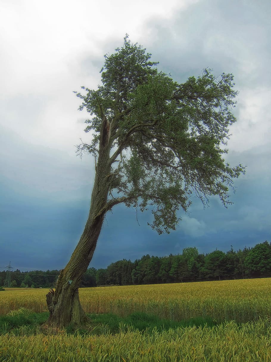 Germany, Tree, Nature, Outside, Field, meadow, sky, clouds HD wallpaper