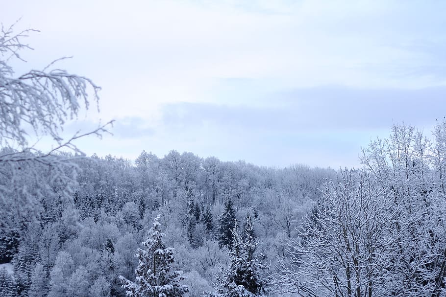 wintry, winter forest, sky, blue, clouds, white, landscape HD wallpaper