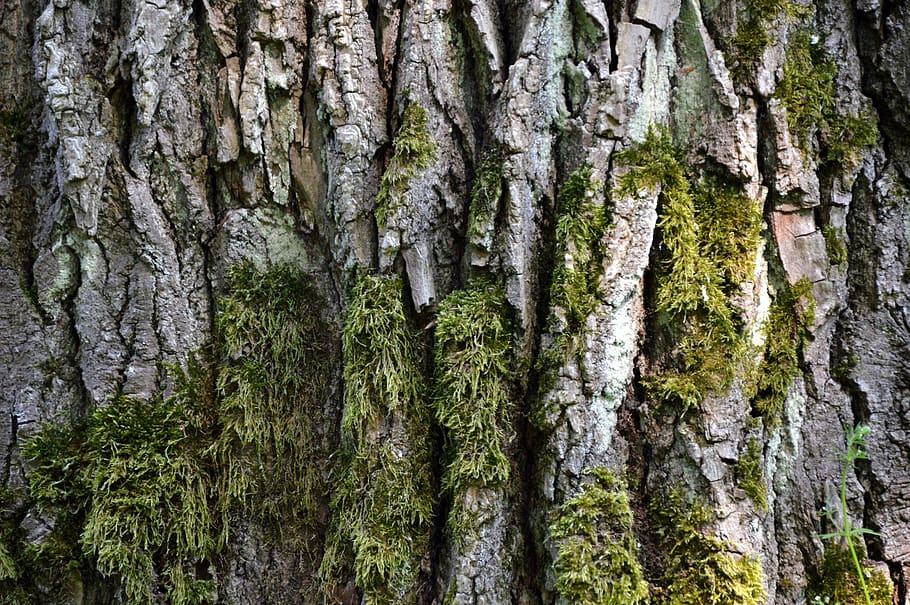 log, bark, moss, structure, tree, plant, tree trunk, growth HD wallpaper
