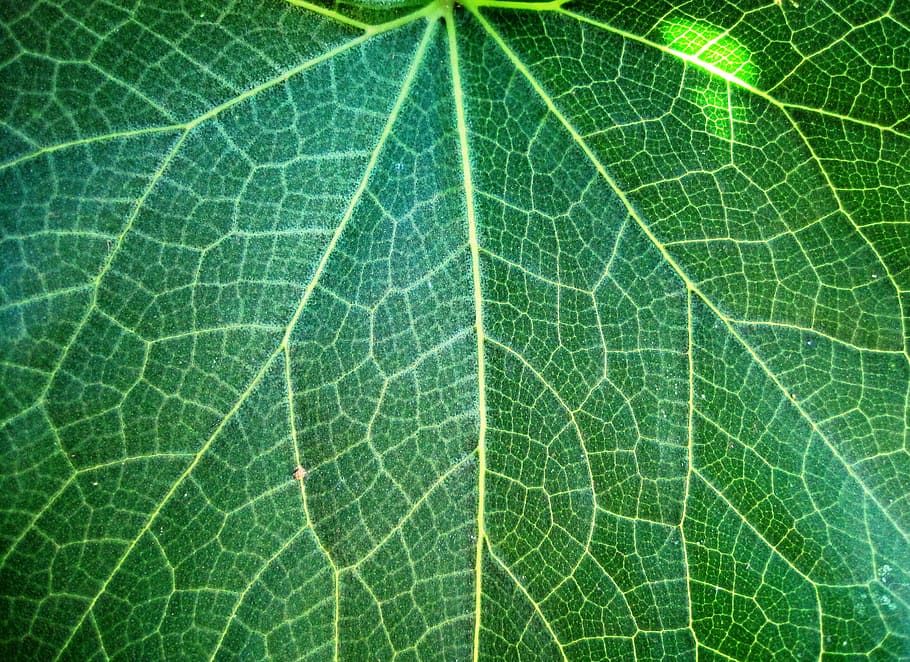 Leaf, Veins, Plant, Natural, patterned, botanical, organic HD wallpaper