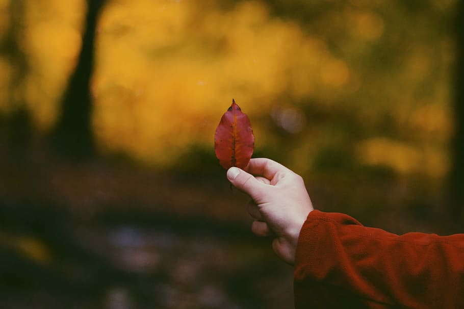 person holding red leaf, hand, autumn, fall, orange, caucasian HD wallpaper