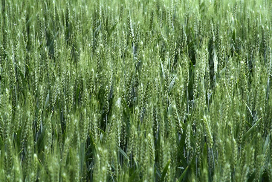 Cornfield, Nature, summer, agriculture, harvest, grain fields HD wallpaper