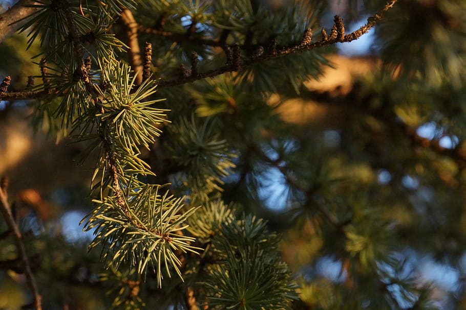 coniferous, macro, tree, points, nature, forest, branch, plant HD wallpaper