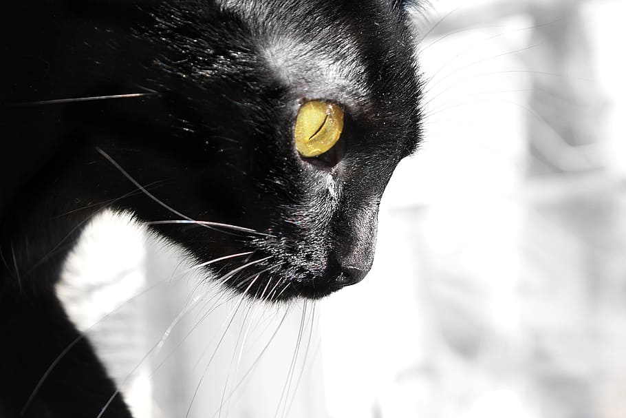 cat, elegant, white, eye, animal, nature, domestic, pets, one animal HD wallpaper