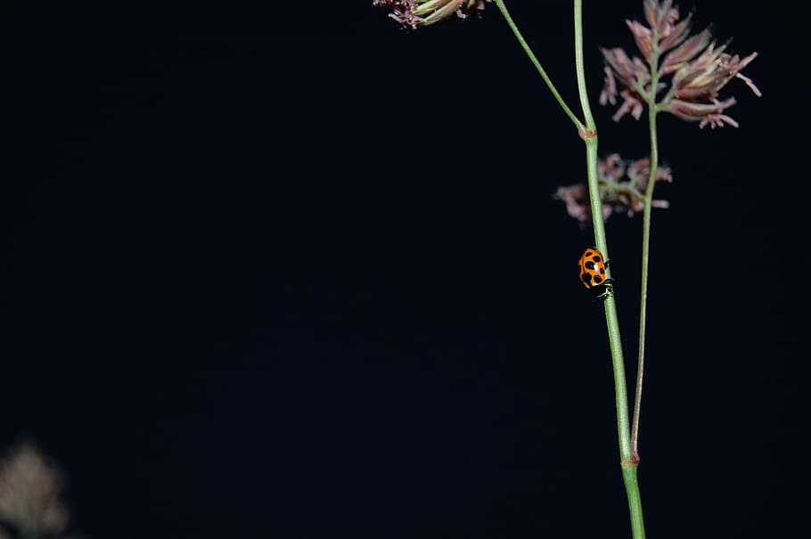 ladybug, straws, plant, night, nature, insect, beauty in nature HD wallpaper