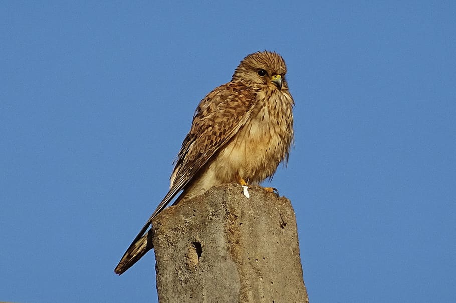 Bird, Raptor, Hunter, Predator, common kestrel, female, falco tinnunculus, HD wallpaper