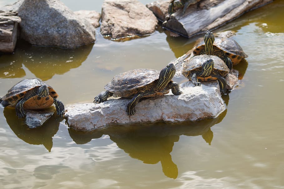 Turtle, Group, Water, Pond, anilmals, stones, sun, reflection HD wallpaper