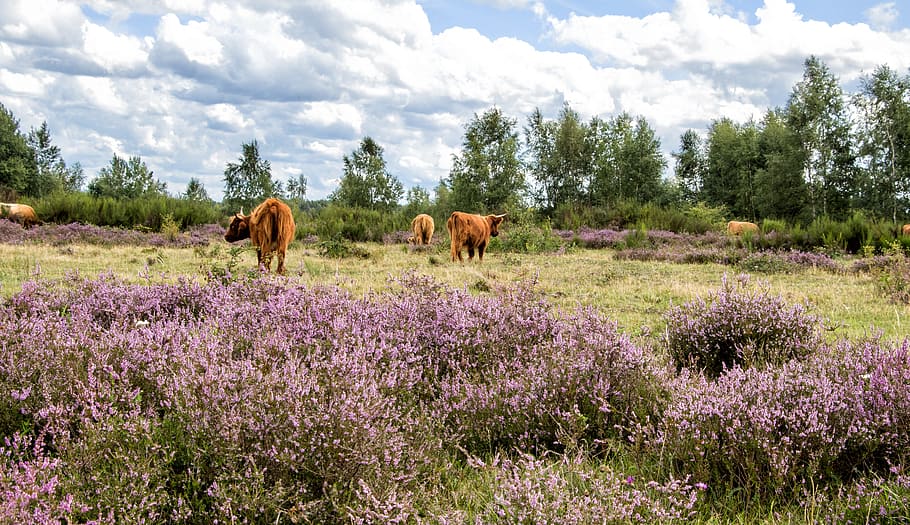 cattle, cows, heide, heather, eifel, drover heath, mammal, beauty in nature HD wallpaper