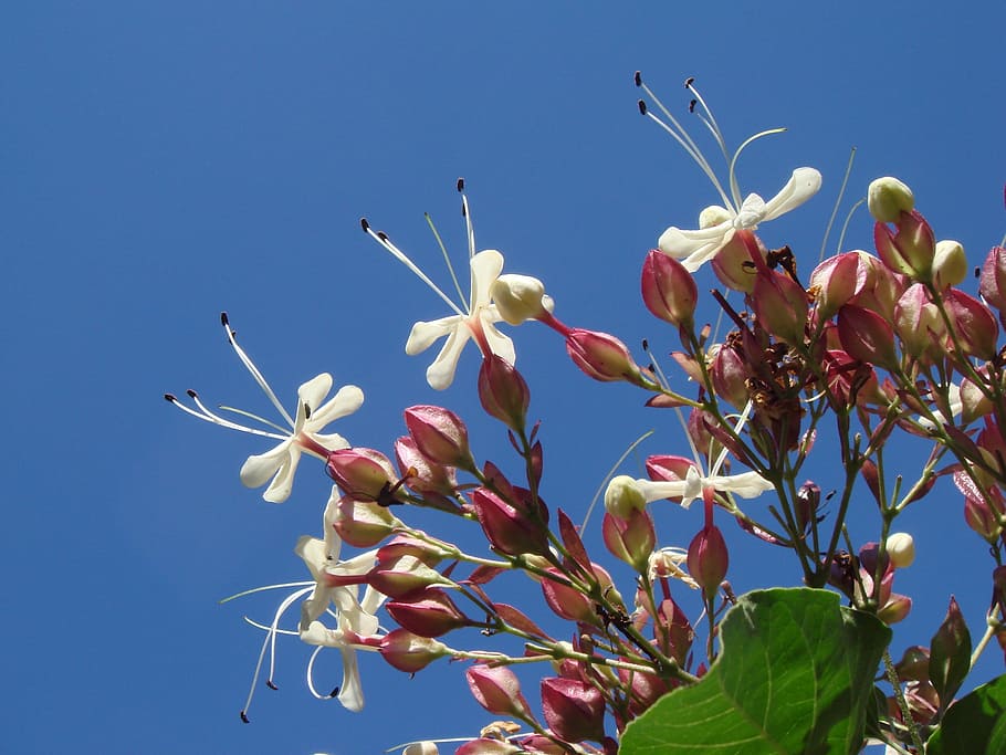 flower, white, garden, tree, plants, summer, blue sky, nature, HD wallpaper