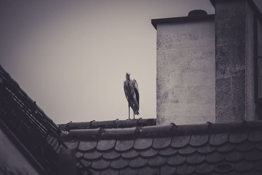 stork, roof, rattle stork, storks, brick, storchennest, white stork