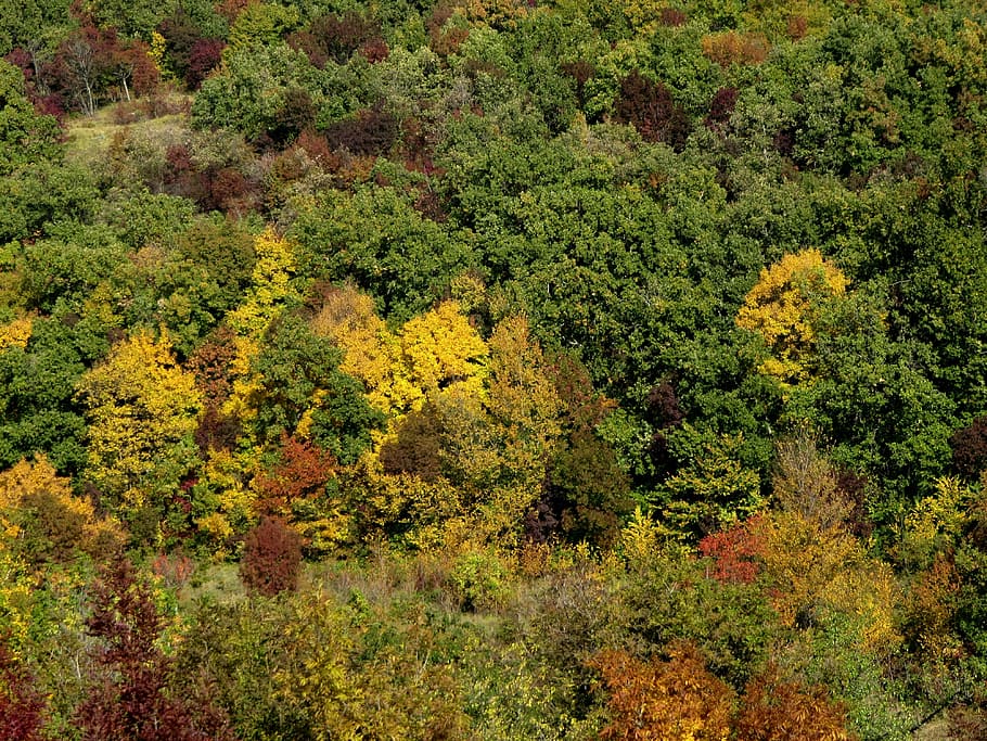 HD wallpaper: Trees, Forrest, Nature, Green, forrest nature, aerial ...