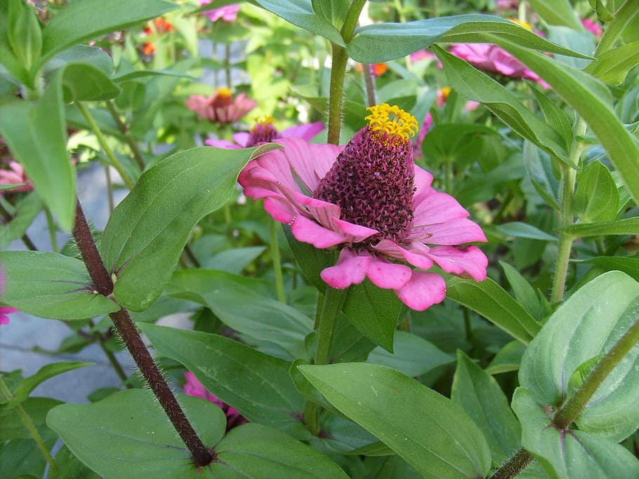 flower, pink, bloom, leaf, floral, blossom, natural, plant HD wallpaper